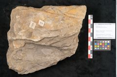 Foto (Objekt + Etikett) von Voltzia heterophylla Brongniart (NHMW-GEO-2024-0188-11129)